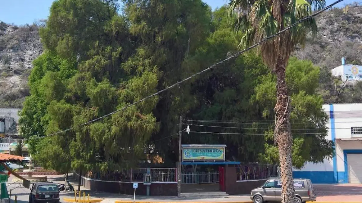 Habitantes de San Lorenzo Teotipilco, piden a los habitantes ofrendar una cubeta de agua al ahuehuete